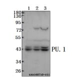 Anti-PU.1 (R212) Antibody from Bioworld Technology (BS2649) - Antibodies.com