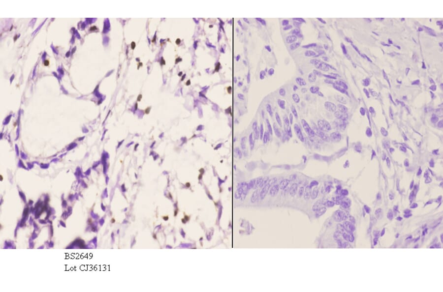 Anti-PU.1 (R212) Antibody from Bioworld Technology (BS2649) - Antibodies.com