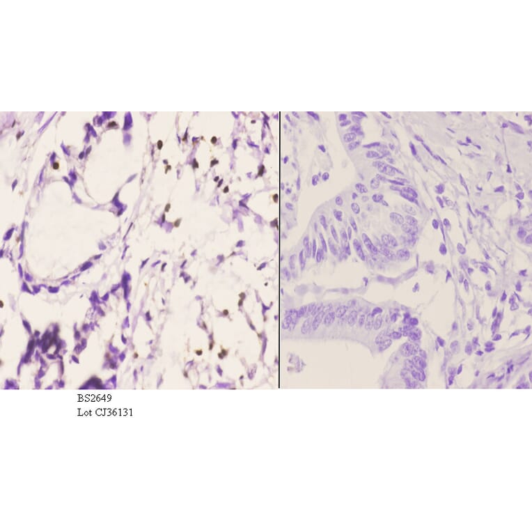 Anti-PU.1 (R212) Antibody from Bioworld Technology (BS2649) - Antibodies.com