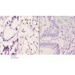 Anti-PU.1 (R212) Antibody from Bioworld Technology (BS2649) - Antibodies.com