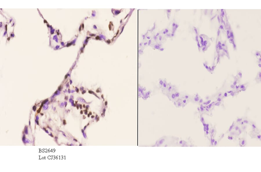 Anti-PU.1 (R212) Antibody from Bioworld Technology (BS2649) - Antibodies.com