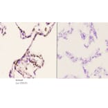 Anti-PU.1 (R212) Antibody from Bioworld Technology (BS2649) - Antibodies.com