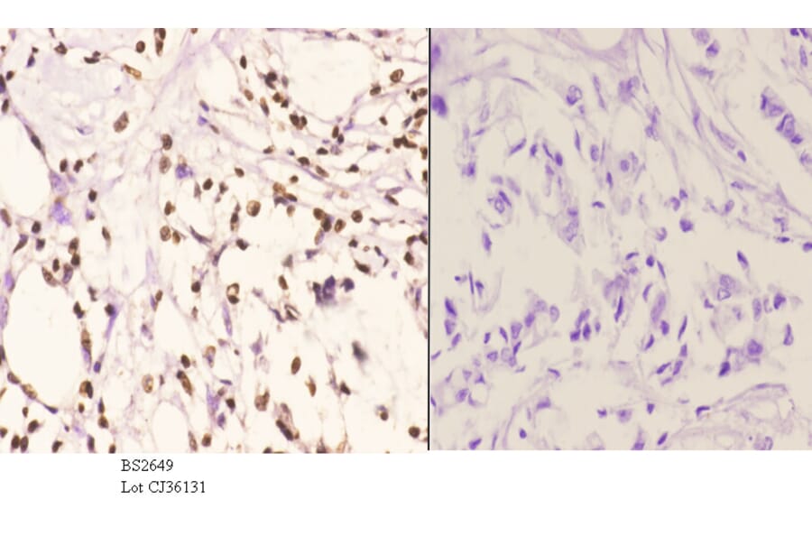 Anti-PU.1 (R212) Antibody from Bioworld Technology (BS2649) - Antibodies.com