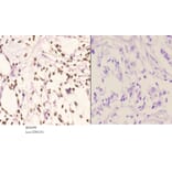 Anti-PU.1 (R212) Antibody from Bioworld Technology (BS2649) - Antibodies.com