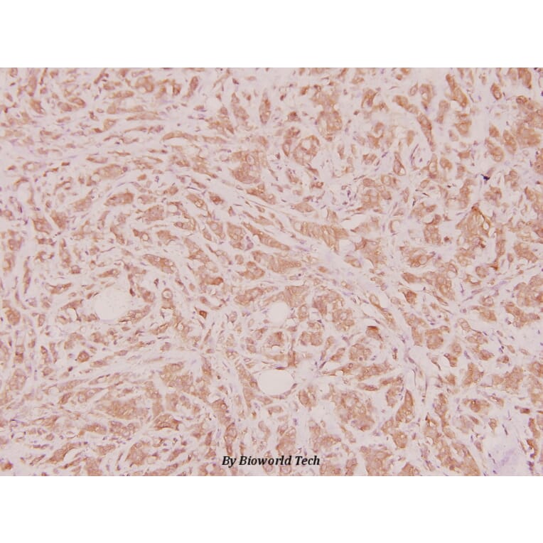 Anti-HoxD12 (E230) Antibody from Bioworld Technology (BS2651) - Antibodies.com