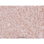 Anti-HoxD12 (E230) Antibody from Bioworld Technology (BS2651) - Antibodies.com