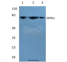 Anti-CDP (Q24) Antibody from Bioworld Technology (BS2652) - Antibodies.com