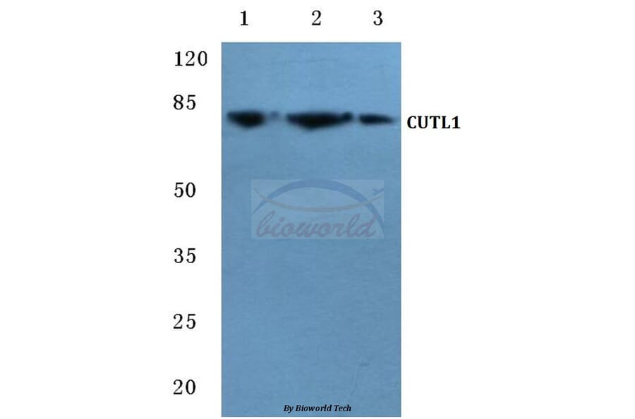 Anti-CDP (Q24) Antibody from Bioworld Technology (BS2652) - Antibodies.com