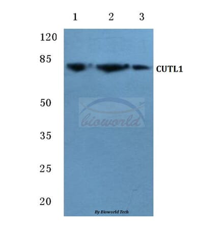 Anti-CDP (Q24) Antibody from Bioworld Technology (BS2652) - Antibodies.com