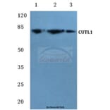 Anti-CDP (Q24) Antibody from Bioworld Technology (BS2652) - Antibodies.com