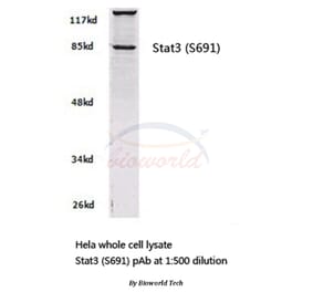 Anti-Stat3 (S691) Antibody from Bioworld Technology (BS2653) - Antibodies.com