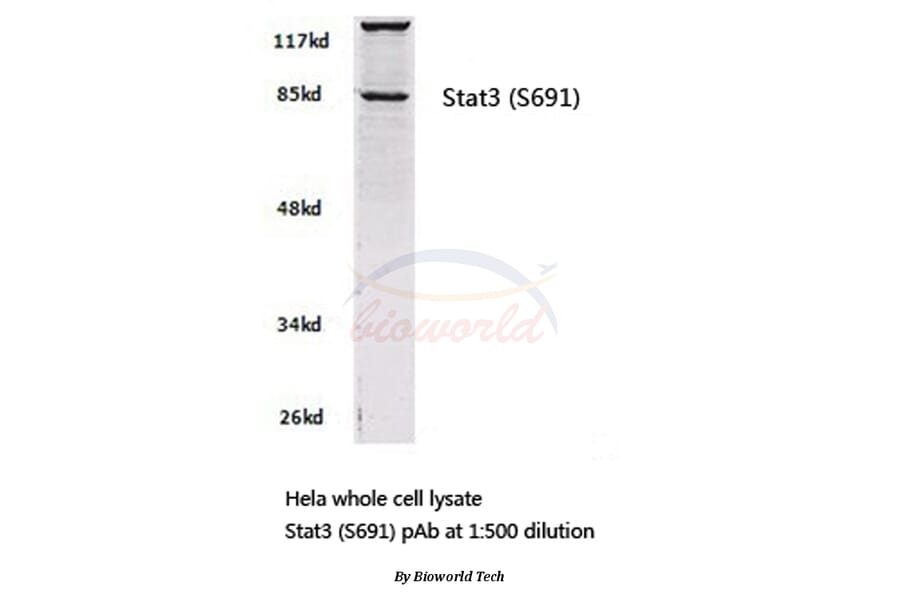 Anti-Stat3 (S691) Antibody from Bioworld Technology (BS2653) - Antibodies.com
