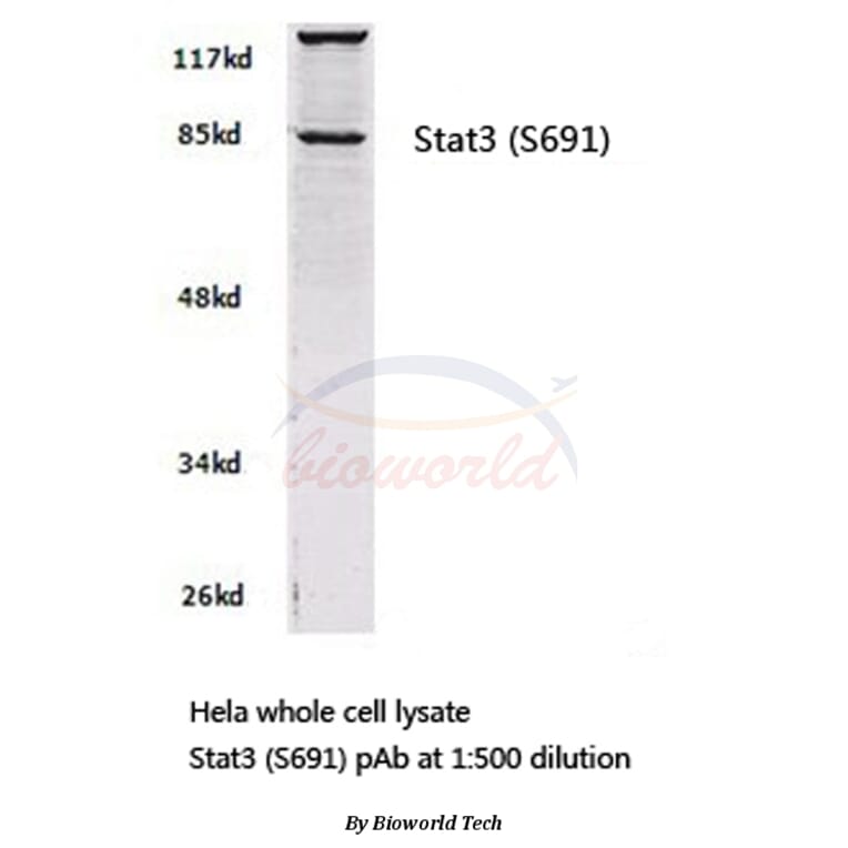 Anti-Stat3 (S691) Antibody from Bioworld Technology (BS2653) - Antibodies.com