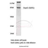 Anti-Stat3 (S691) Antibody from Bioworld Technology (BS2653) - Antibodies.com