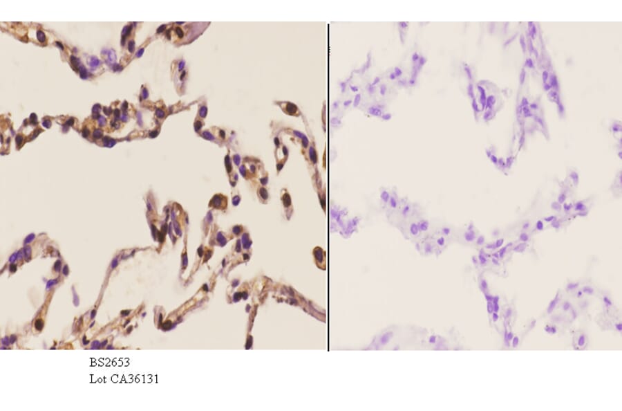 Anti-Stat3 (S691) Antibody from Bioworld Technology (BS2653) - Antibodies.com