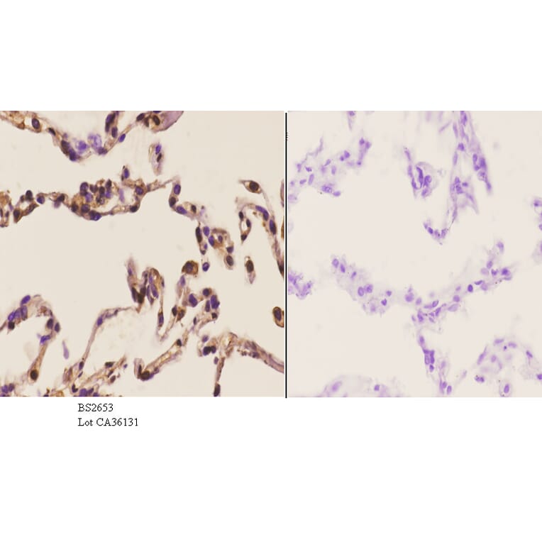 Anti-Stat3 (S691) Antibody from Bioworld Technology (BS2653) - Antibodies.com