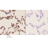 Anti-Stat3 (S691) Antibody from Bioworld Technology (BS2653) - Antibodies.com