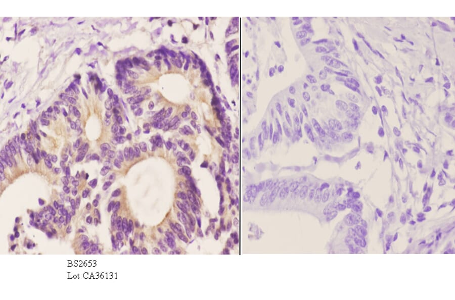 Anti-Stat3 (S691) Antibody from Bioworld Technology (BS2653) - Antibodies.com