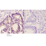 Anti-Stat3 (S691) Antibody from Bioworld Technology (BS2653) - Antibodies.com