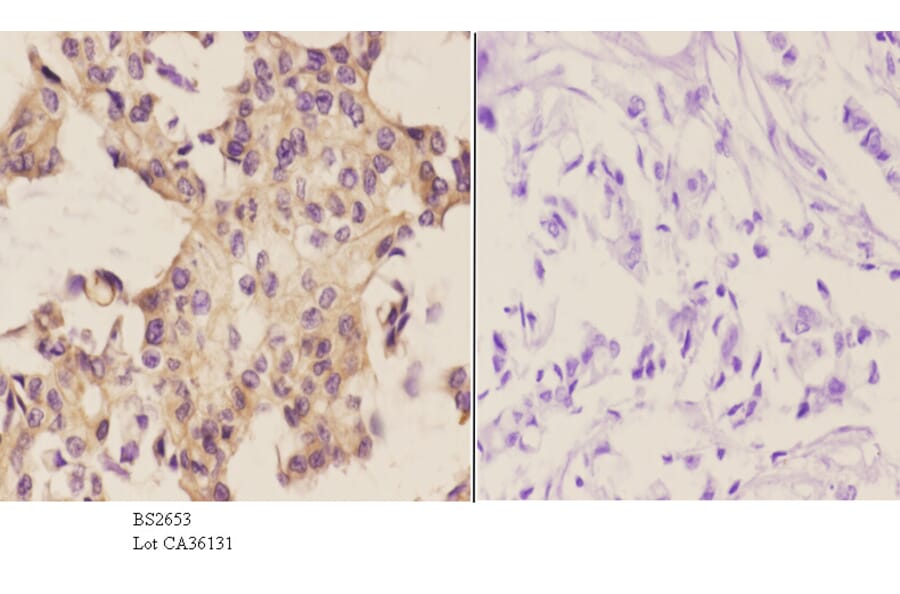 Anti-Stat3 (S691) Antibody from Bioworld Technology (BS2653) - Antibodies.com