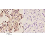 Anti-Stat3 (S691) Antibody from Bioworld Technology (BS2653) - Antibodies.com