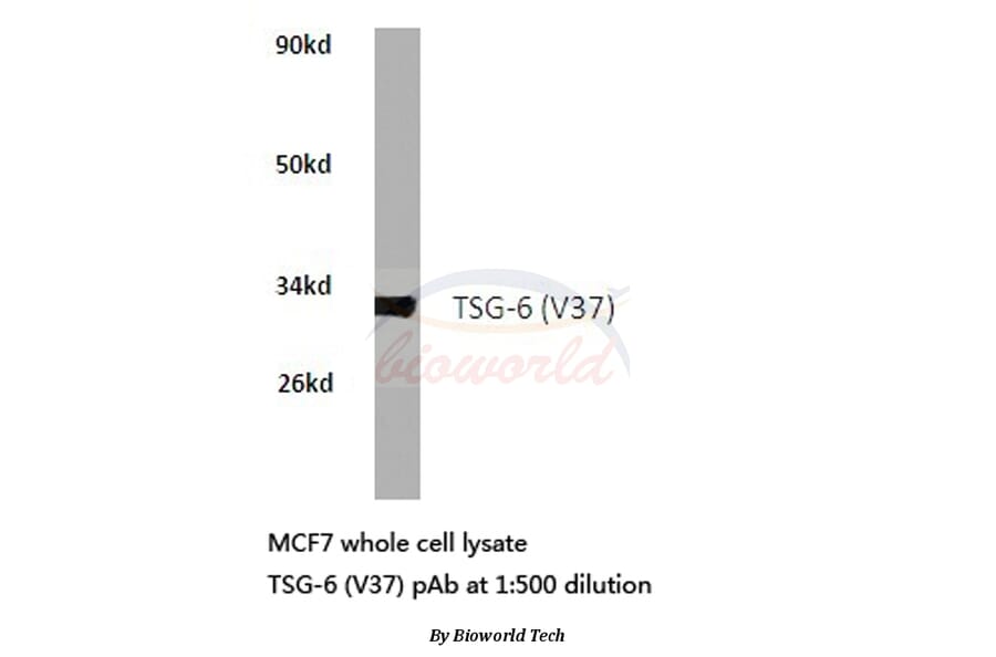 Anti-TSG-6 (V37) Antibody from Bioworld Technology (BS2655) - Antibodies.com
