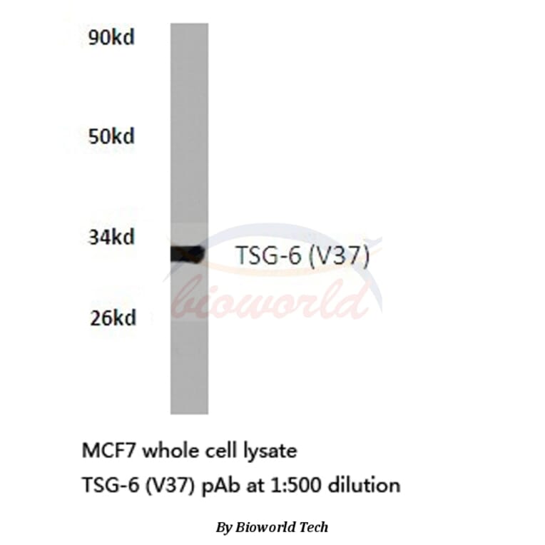 Anti-TSG-6 (V37) Antibody from Bioworld Technology (BS2655) - Antibodies.com
