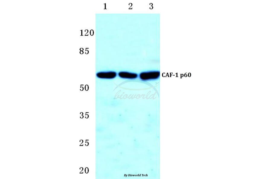 Anti-CAF-1 p60 (W93) Antibody from Bioworld Technology (BS2656) - Antibodies.com
