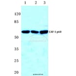 Anti-CAF-1 p60 (W93) Antibody from Bioworld Technology (BS2656) - Antibodies.com