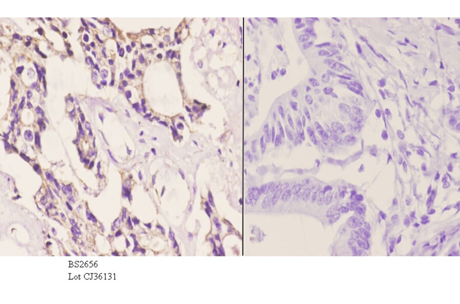 Anti-CAF-1 p60 (W93) Antibody from Bioworld Technology (BS2656) - Antibodies.com