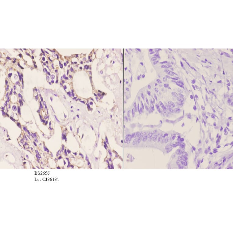 Anti-CAF-1 p60 (W93) Antibody from Bioworld Technology (BS2656) - Antibodies.com