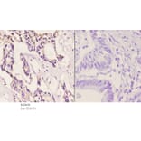 Anti-CAF-1 p60 (W93) Antibody from Bioworld Technology (BS2656) - Antibodies.com