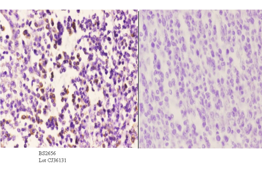 Anti-CAF-1 p60 (W93) Antibody from Bioworld Technology (BS2656) - Antibodies.com