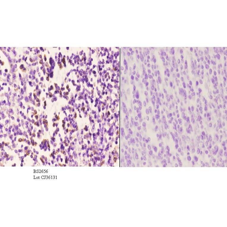 Anti-CAF-1 p60 (W93) Antibody from Bioworld Technology (BS2656) - Antibodies.com