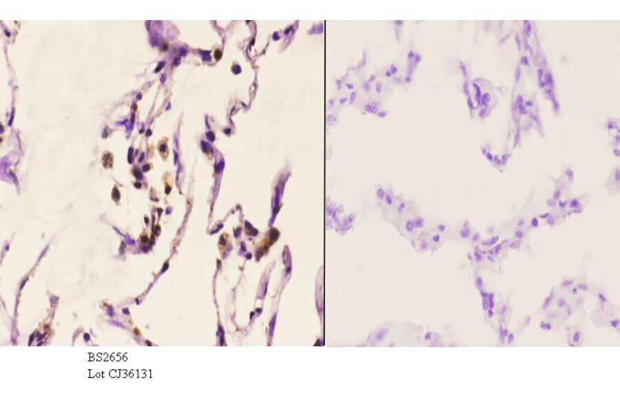 Anti-CAF-1 p60 (W93) Antibody from Bioworld Technology (BS2656) - Antibodies.com