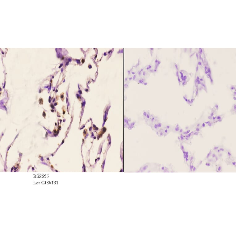 Anti-CAF-1 p60 (W93) Antibody from Bioworld Technology (BS2656) - Antibodies.com