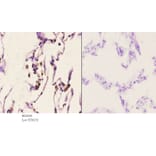 Anti-CAF-1 p60 (W93) Antibody from Bioworld Technology (BS2656) - Antibodies.com