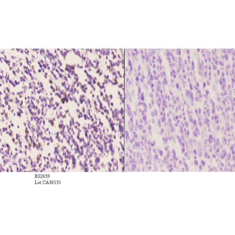 Anti-IRF-4 (Y294) Antibody from Bioworld Technology (BS2659) - Antibodies.com