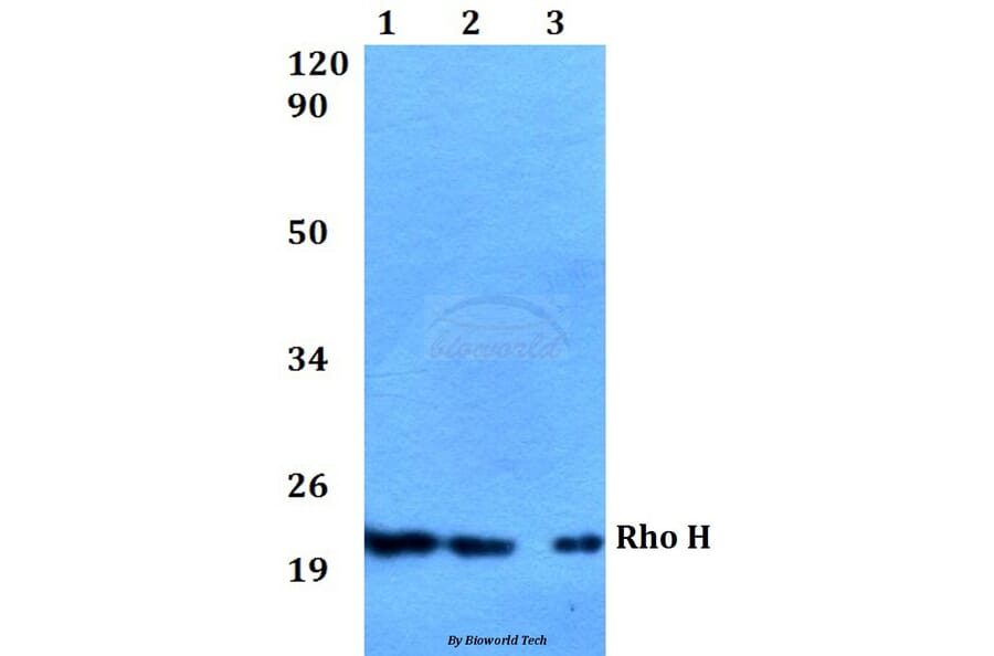 Anti-Rho H (M134) Antibody from Bioworld Technology (BS2660) - Antibodies.com