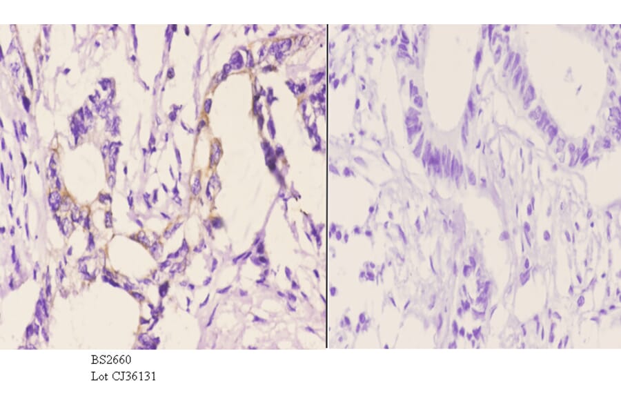 Anti-Rho H (M134) Antibody from Bioworld Technology (BS2660) - Antibodies.com