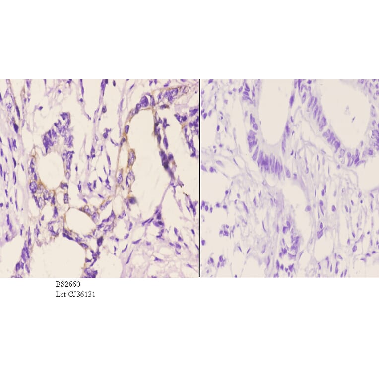 Anti-Rho H (M134) Antibody from Bioworld Technology (BS2660) - Antibodies.com