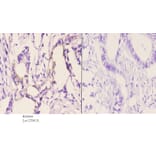 Anti-Rho H (M134) Antibody from Bioworld Technology (BS2660) - Antibodies.com