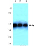 Anti-AP-2γ (A436) Antibody from Bioworld Technology (BS2667) - Antibodies.com