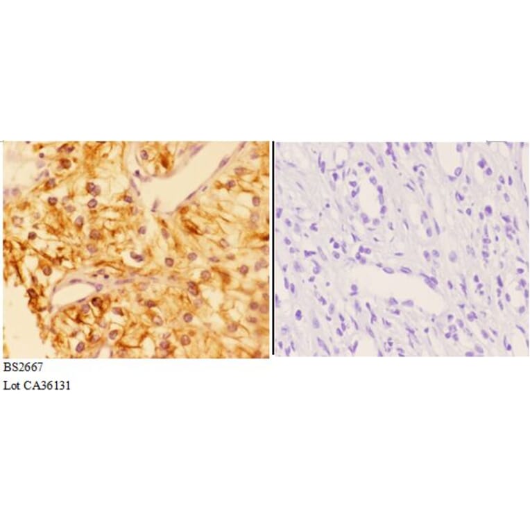 Anti-AP-2γ (A436) Antibody from Bioworld Technology (BS2667) - Antibodies.com