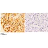 Anti-AP-2γ (A436) Antibody from Bioworld Technology (BS2667) - Antibodies.com