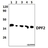 Anti-DPF2 (E174) Antibody from Bioworld Technology (BS2668) - Antibodies.com