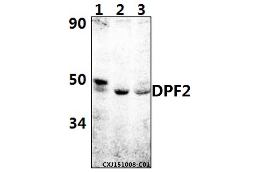 Anti-DPF2 (E174) Antibody from Bioworld Technology (BS2668) - Antibodies.com