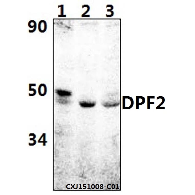 Anti-DPF2 (E174) Antibody from Bioworld Technology (BS2668) - Antibodies.com