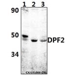 Anti-DPF2 (E174) Antibody from Bioworld Technology (BS2668) - Antibodies.com