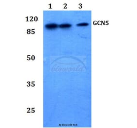 Anti-GCN5 (G720) Antibody from Bioworld Technology (BS2669) - Antibodies.com